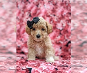 Poochon Puppy for sale in LINCOLN UNIV, PA, USA