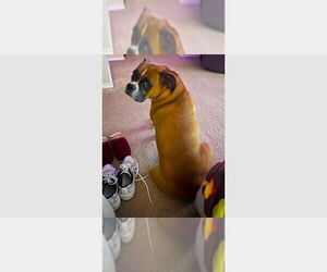 Boxer Dogs for adoption in Austin, TX, USA