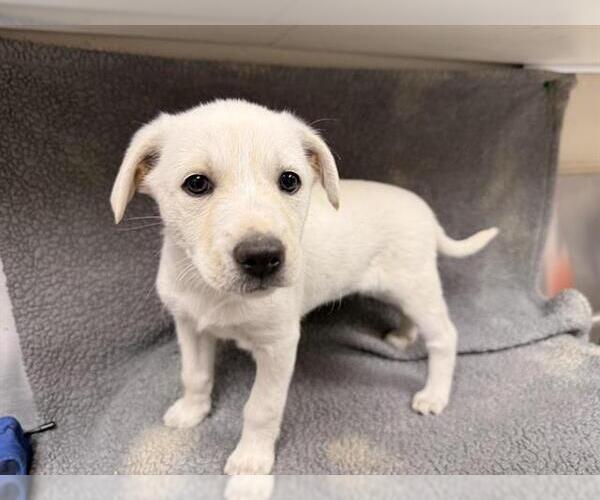 Medium Photo #1 Labrador Retriever-Unknown Mix Puppy For Sale in HESPERIA, CA, USA