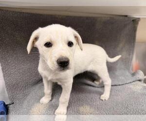 Labrador Retriever-Unknown Mix Dogs for adoption in HESPERIA, CA, USA