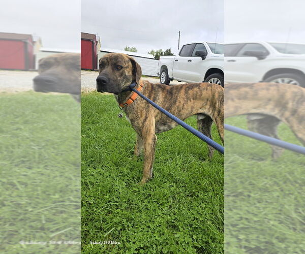 Medium Photo #1 Mutt Puppy For Sale in Foristell, MO, USA