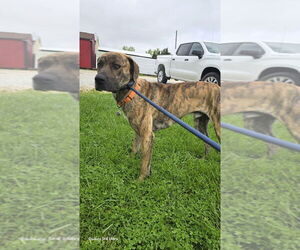 Mutt Dogs for adoption in Foristell, MO, USA