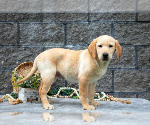Medium Photo #5 Labrador Retriever Puppy For Sale in MILLERSBURG, OH, USA