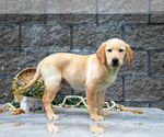 Small #4 Labrador Retriever