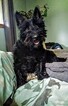 Small Photo #4 Scottish Terrier-Unknown Mix Puppy For Sale in GRAND MARAIS, MN, USA