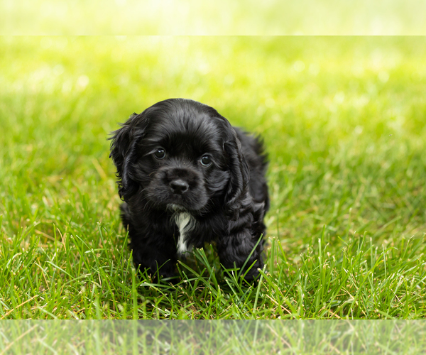 Medium Photo #25 Cocker Spaniel Puppy For Sale in NAPPANEE, IN, USA