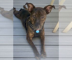 Catahoula Leopard Dog-Dutch Shepherd  Mix Dogs for adoption in Okolona, MS, USA