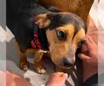 Small #11 Beagle Mix