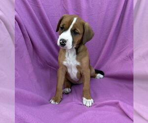 Miniature Pinscher-Unknown Mix Dogs for adoption in Mundelein, IL, USA