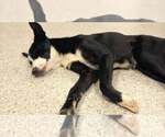 Small Photo #12 Border-Aussie Puppy For Sale in Highland, IL, USA