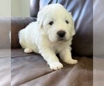 Puppy Brown Collar Great Pyrenees