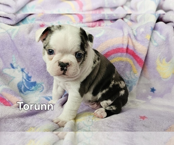 Medium Photo #15 Boston Terrier Puppy For Sale in GENOA, NE, USA