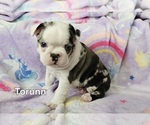 Small Photo #15 Boston Terrier Puppy For Sale in GENOA, NE, USA