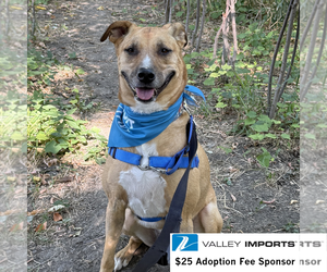 Pika - Male Mutt Dog for Adoption - Photo #12