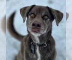 Small #2 Australian Shepherd-Chocolate Labrador retriever Mix
