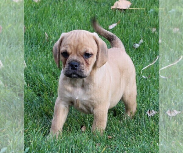 Medium Photo #1 Puggle Puppy For Sale in FREDERICKSBURG, OH, USA