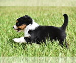 Small #5 Miniature Australian Shepherd