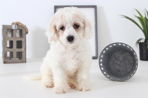 Cavapoo Puppy for sale in NAPLES, FL, USA