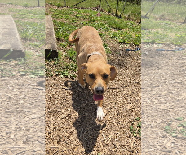 Medium Photo #6 Beagle-Unknown Mix Puppy For Sale in Rustburg, VA, USA