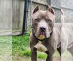 Small #4 American Staffordshire Terrier Mix