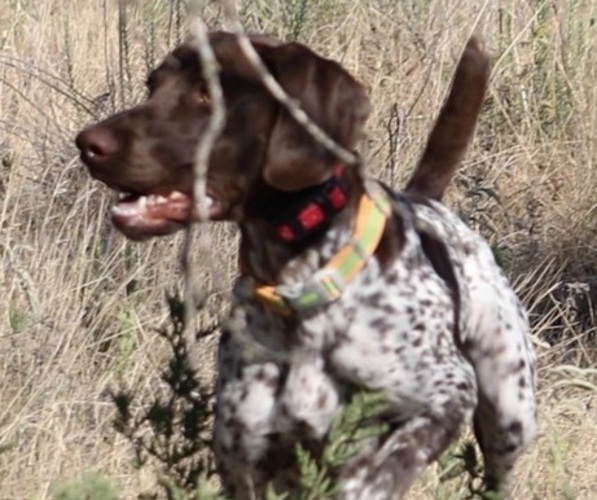 Medium Photo #4 German Shorthaired Pointer Puppy For Sale in KERRVILLE, TX, USA