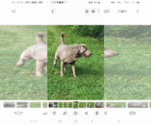 Father of the Labrador Retriever puppies born on 01/19/2025