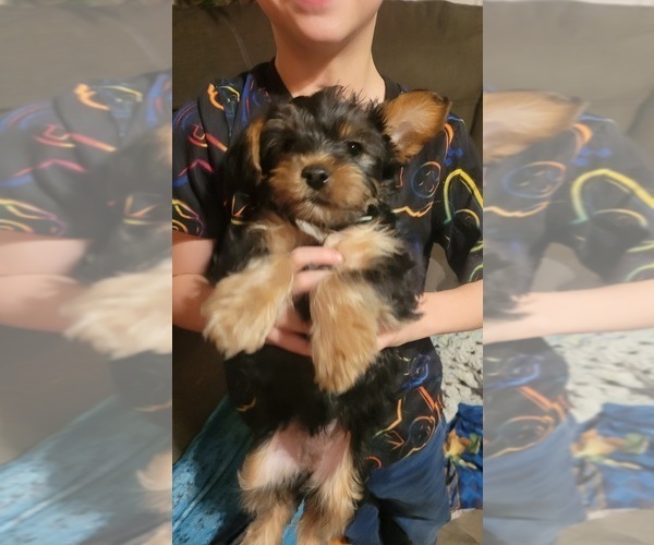 Medium Photo #3 Yorkshire Terrier Puppy For Sale in NORTHGLENN, CO, USA