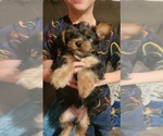 Small Photo #3 Yorkshire Terrier Puppy For Sale in NORTHGLENN, CO, USA