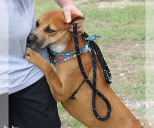 Apollo - Male Black Mouth Cur-Labrador Retriever Mix Dog for Adoption - Photo #3