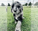 Small Photo #25 Goldendoodle Puppy For Sale in ALLENDALE, MI, USA