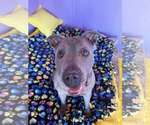 Rayna - Female American Pit Bull Terrier-American Staffordshire Terrier Mix Dog for Adoption - Small photo
