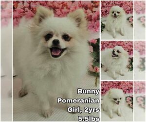 Pomeranian Dogs for adoption in Seattle, WA, USA