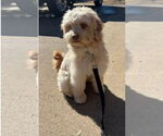 Small Maltipoo (Miniature)
