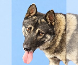 German Shepherd Dog-Unknown Mix Dogs for adoption in Pasadena, CA, USA