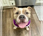 Small #8 Bulldog Mix