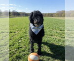 Small #1 Poodle (Standard)