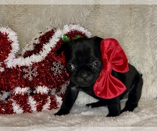 Medium Photo #3 French Bulldog Puppy For Sale in DECATUR, IL, USA