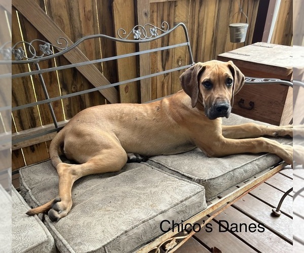 Medium Photo #1 Great Dane Puppy For Sale in WILLIS, TX, USA