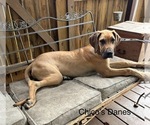 Small Photo #1 Great Dane Puppy For Sale in WILLIS, TX, USA