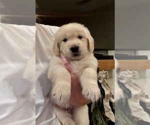 Golden Retriever Puppy for sale in CLARKSVILLE, TN, USA