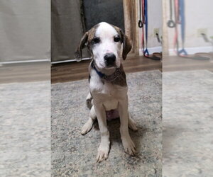 Beloved Babes : Brent - Male Boxer-Great Pyrenees Mix Dog for Adoption - Photo #3