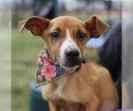 Small #1 Chihuahua Mix