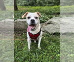Small #9 Beagle Mix
