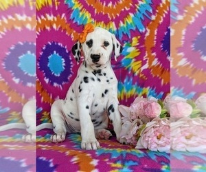 Dalmatian Puppy for sale in QUARRYVILLE, PA, USA