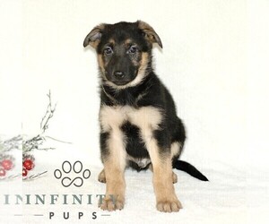German Shepherd Dog Puppy for sale in PARADISE, PA, USA