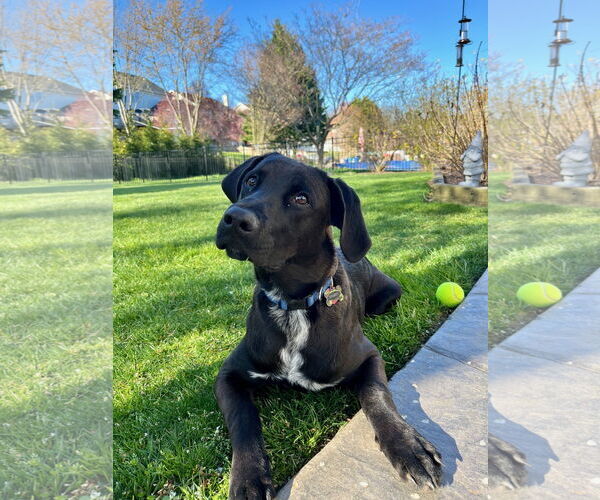 Medium Photo #1 Labrador Retriever-Unknown Mix Puppy For Sale in COLUMBIA, MD, USA