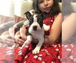 Small Photo #6 Boston Terrier Puppy For Sale in SYLMAR, CA, USA
