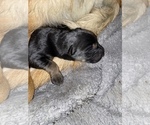 Small Photo #3 German Shepherd Dog Puppy For Sale in CARROLLTON, GA, USA