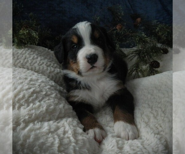 Medium Photo #7 Bernese Mountain Dog Puppy For Sale in CLARE, MI, USA