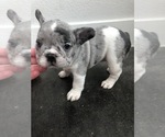 Puppy 4 French Bulldog